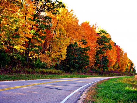 Autumn Road - fall, street, colors, trees