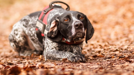 Dog - pretty, beautiful, dog face, puppies, lovely, playful dog, sweet, playful, dogs, cute, face, puppy, animals