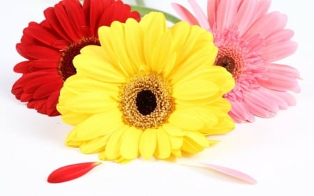 Beautiful flowers - red, petals, pink, flowers, yellow