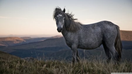 Wild horse - wildlife, wild horse, animals, wallpaper, hd, nature, horse, wild, cute