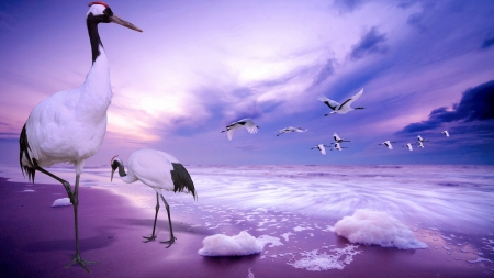 Cranes - sky, ocean, beach, water, crane, bird, purple, pink, blue, sea