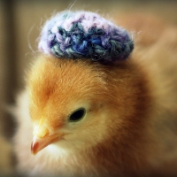 Chicken in hat