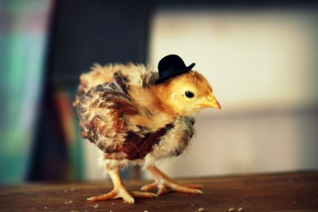 Chicken in hat - easter, funny, bird, cute, black, hat, yellow, chicken