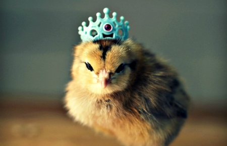 Little princess - bird, tiara, chicken, yellow, blue, crown, easter, funny, cute, princess