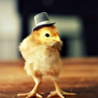 Chicken in hat