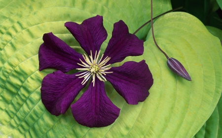 Clematis - clematis, flower, purple, green