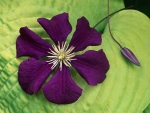 Clematis