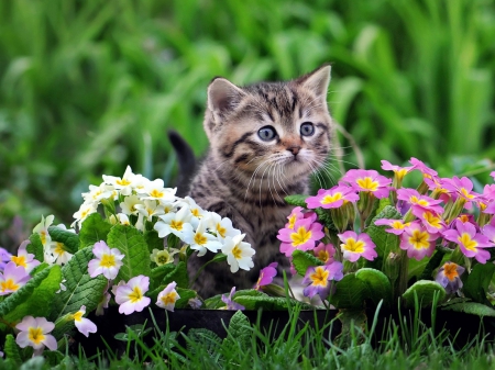 Lovely kitten and Primroses - flowers, primroses, lovely, kitten