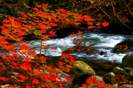 Red maple stream - calm, quiet, creek, stream, forest, leaves, serenitym, red, nice, branches, beautiful, lovely, maple, stones, tree, river, nature, serenity, rocks