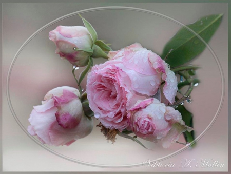 Roses - abstract, roses, perfume, beautiful, photography, drops, beauty, freshness, petals, pink, still life, flowers, nature, photographer, art