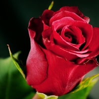 * Single red rose *