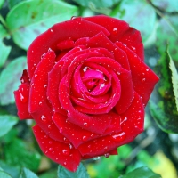 * Wet red rose *