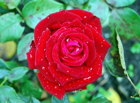 * Wet red rose * - water drops, petals, wet, rose, flower, red rose