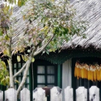 Autumn corn