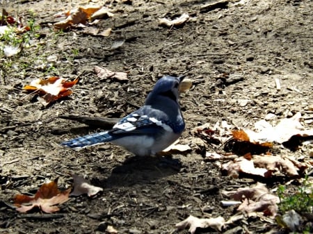 blue jay - autumn, blue jay, bird, blue