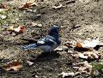 blue jay