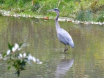 blue heron