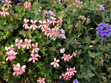 floral mix - green, flowers, petals, pink