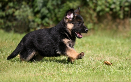 Little German Shepherd - walking, garden, small, lawn