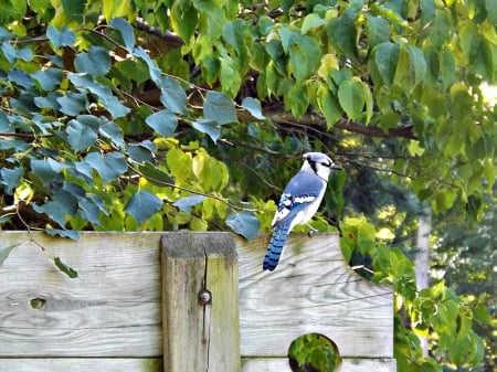 blue jay - blue, leaves, green, blue jay, birds