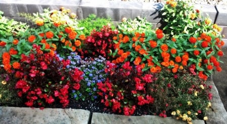 Bed Of Flowers - bed of flowers, bed of roses, bunch of flowers, pretty flowers, flower bed