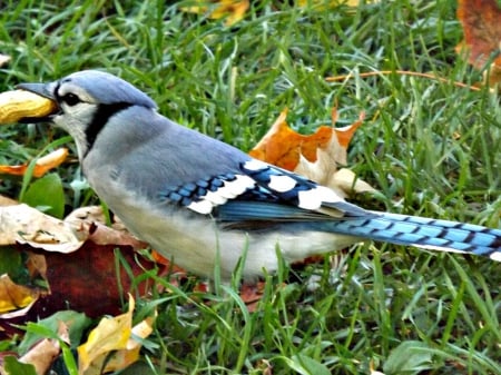 blue jay - bird, blue jay, blue, autumn