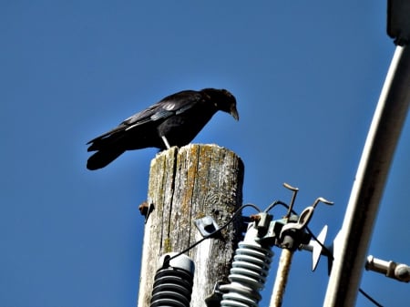 crow - bird, black, crow, sky