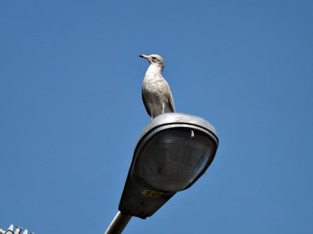 seagull - white, sky, blue, seagull, bird