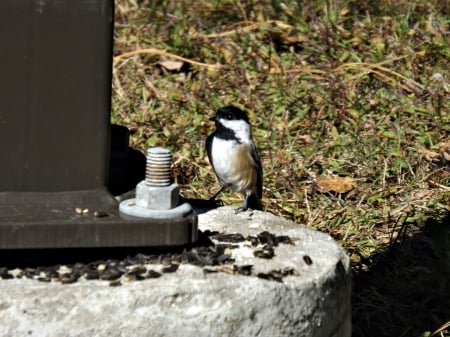 chickadee - nature, grass, bird, chickadee