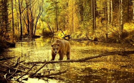 *** Bear in autumn *** - bears, animal, bear, animals