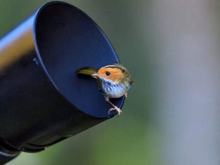 *** Little bird *** - animal, animals, bird, birds