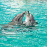 *** Dolphins ***