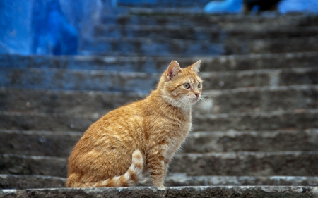 *** Cat *** - cats, aniomal, animals, cat