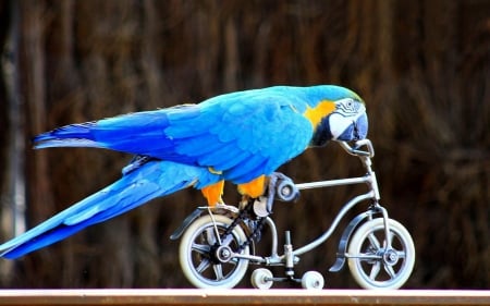 beautiful Macaw and awesome mini bicycle - bird, Macaw wallpaper, cracker, jungle, exotic, polly, private