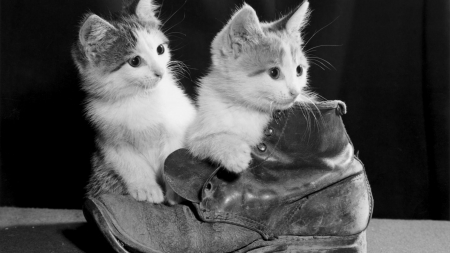 *** Kittens *** - cats, animal, animals, kitten