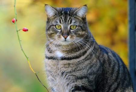 *** Grey cat *** - cat, cats, animal, animals