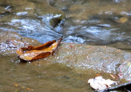 Autumn Leaves Swirling - nature, autumn, fall, stream, water, leaves, leaf, creek