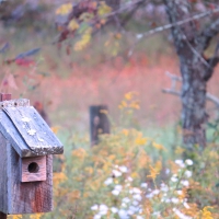 Little Homes For The Birds