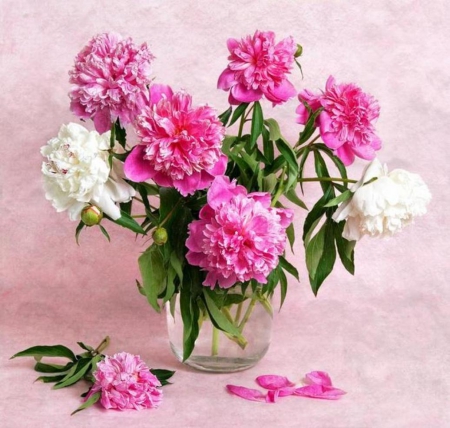 Still life - flowers, pink, nature, soft