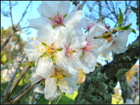 Flower - flower, tree, nature, plant