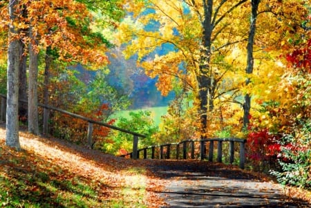 Autumn - nature, forest, aautumn, trees