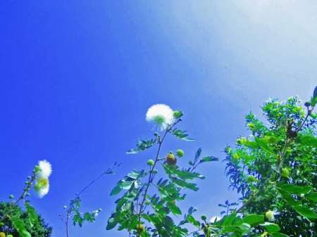 White beautiful flower - Reshma Dasan, Remya Dasan, Paruparvathy, Dasan