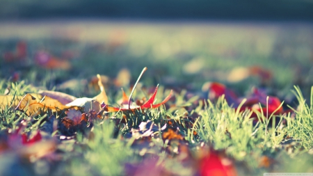 Fall foliage - abstract, photography, HD, grass, leaves, colours, fall, nature, autumn, macro, field, leaf, foliage, wallpaper