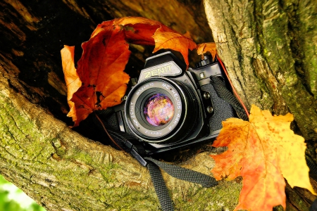 Camera - leaf, tree, photgraphy, camera