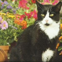 Tuxedo cat