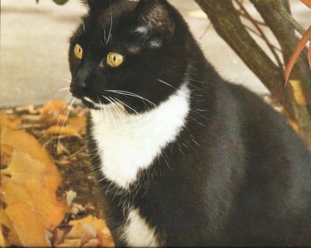 Tuxedo cat - paws, tuxedo, fall, cat, cute