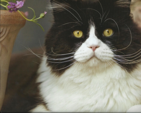 Tuxedo cat - flowers, cute, tuxedo, paws, cat