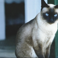 Siamese cat