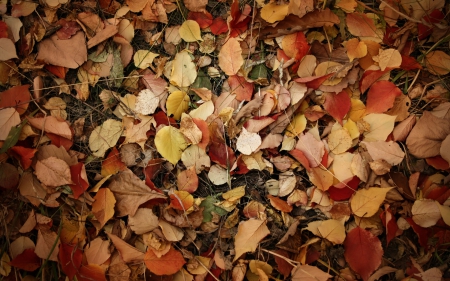 Colors of Autumn - Season, Autumn, Leaves, Nature, Fall, Photography