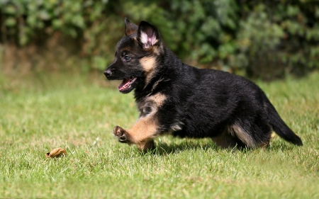 Germn shepherd - pretty, beautiful, dog face, puppies, lovely, playful dog, sweet, playful, dogs, cute, face, puppy, animals